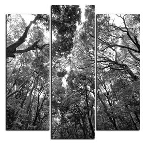 Obraz na plátně - Zelené stromy v lese - čtverec 3194QC (75x75 cm)