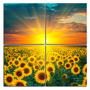 Obraz na plátně - Slunečnicová pole při západu slunce - čtverec 3199E (60x60 cm)