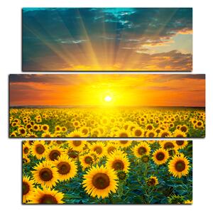 Obraz na plátně - Slunečnicová pole při západu slunce - čtverec 3199D (75x75 cm)