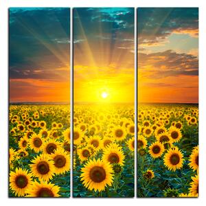 Obraz na plátně - Slunečnicová pole při západu slunce - čtverec 3199B (75x75 cm)