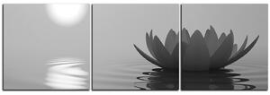 Obraz na plátně - Zen lotus - panoráma 5167QB (150x50 cm)