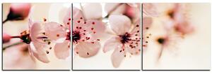 Obraz na plátně - Malé květy na větvi - panoráma 5173B (150x50 cm)