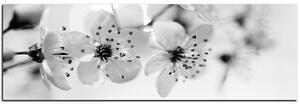 Obraz na plátně - Malé květy na větvi - panoráma 5173QA (105x35 cm)