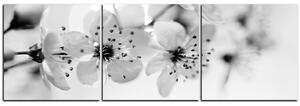 Obraz na plátně - Malé květy na větvi - panoráma 5173QB (90x30 cm)