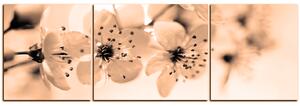 Obraz na plátně - Malé květy na větvi - panoráma 5173FC (150x50 cm)