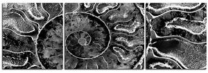 Obraz na plátně - Textura fosílie - panoráma 5174QC (90x30 cm)