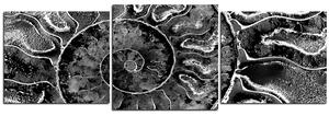 Obraz na plátně - Textura fosílie - panoráma 5174QD (90x30 cm)