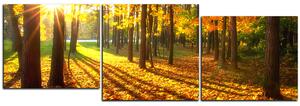 Obraz na plátně - Podzimní les - panoráma 5176E (150x50 cm)