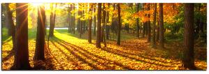 Obraz na plátně - Podzimní les - panoráma 5176A (105x35 cm)