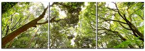 Obraz na plátně - Zelené stromy v lese - panoráma 5194B (150x50 cm)