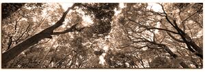 Obraz na plátně - Zelené stromy v lese - panoráma 5194FA (105x35 cm)