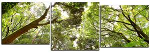 Obraz na plátně - Zelené stromy v lese - panoráma 5194E (90x30 cm)