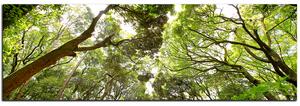 Obraz na plátně - Zelené stromy v lese - panoráma 5194A (105x35 cm)