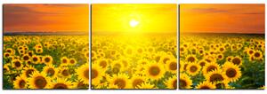 Obraz na plátně - Slunečnicová pole při západu slunce - panoráma 5199B (90x30 cm)