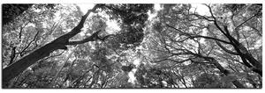 Obraz na plátně - Zelené stromy v lese - panoráma 5194QA (105x35 cm)
