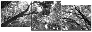 Obraz na plátně - Zelené stromy v lese - panoráma 5194QD (150x50 cm)