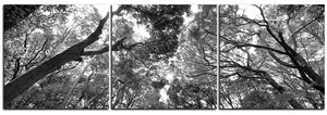 Obraz na plátně - Zelené stromy v lese - panoráma 5194QB (90x30 cm)