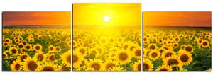 Obraz na plátně - Slunečnicová pole při západu slunce - panoráma 5199E (90x30 cm)