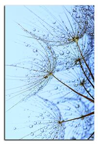 Obraz na plátně - Pampelišková semínka s kapkami vody - obdélník 7202A (90x60 cm )