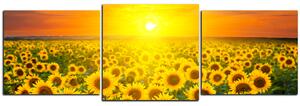 Obraz na plátně - Slunečnicová pole při západu slunce - panoráma 5199D (150x50 cm)