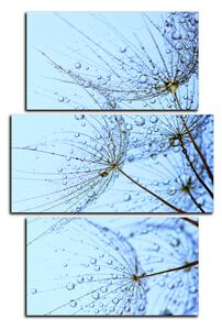 Obraz na plátně - Pampelišková semínka s kapkami vody - obdélník 7202C (120x80 cm)