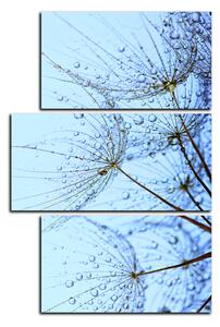 Obraz na plátně - Pampelišková semínka s kapkami vody - obdélník 7202D (120x80 cm)