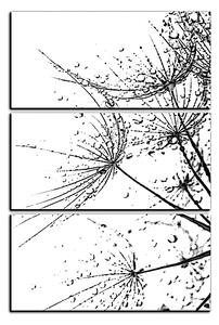 Obraz na plátně - Pampelišková semínka s kapkami vody - obdélník 7202QB (90x60 cm )