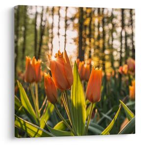 Obraz - oranžové tulipány (30x30 cm)