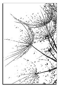 Obraz na plátně - Pampelišková semínka s kapkami vody - obdélník 7202QA (100x70 cm)
