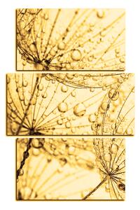 Obraz na plátně - Pampeliška s kapkami vody - obdélník 7203FC (90x60 cm)