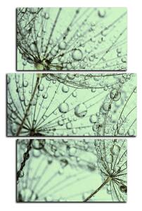 Obraz na plátně - Pampeliška s kapkami vody - obdélník 7203C (90x60 cm)