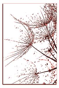 Obraz na plátně - Pampelišková semínka s kapkami vody - obdélník 7202KA (60x40 cm)