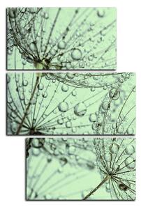 Obraz na plátně - Pampeliška s kapkami vody - obdélník 7203D (90x60 cm)