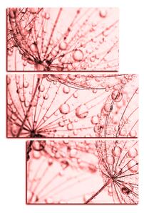 Obraz na plátně - Pampeliška s kapkami vody - obdélník 7203KD (105x70 cm)
