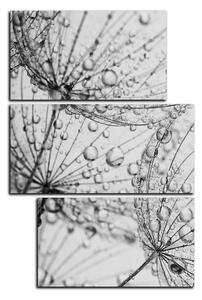 Obraz na plátně - Pampeliška s kapkami vody - obdélník 7203QD (90x60 cm)