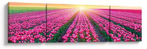 Obraz pole tulipánů se sluncem (170x50 cm)