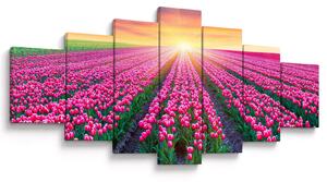 Obraz pole tulipánů se sluncem (210x100 cm)