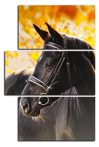 Obraz na plátně - Černý kůň - obdélník 7220D (120x80 cm)