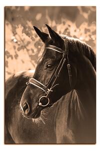 Obraz na plátně - Černý kůň - obdélník 7220FA (90x60 cm )