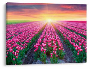 Obraz pole tulipánů se sluncem (70x50 cm)
