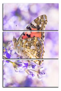 Obraz na plátně - Motýl na levandule - obdélník 7221B (90x60 cm )