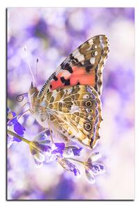 Obraz na plátně - Motýl na levandule - obdélník 7221A (60x40 cm)