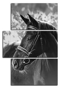 Obraz na plátně - Černý kůň - obdélník 7220QD (90x60 cm)