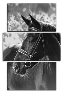 Obraz na plátně - Černý kůň - obdélník 7220QC (90x60 cm)
