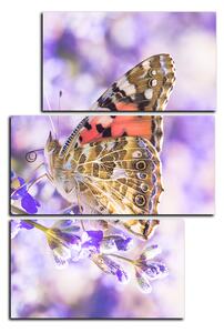 Obraz na plátně - Motýl na levandule - obdélník 7221D (120x80 cm)