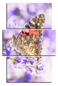 Obraz na plátně - Motýl na levandule - obdélník 7221C (120x80 cm)