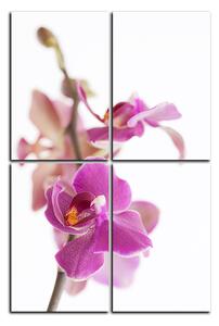 Obraz na plátně - Orchidej květ izolována na bílém pozadí - obdélník 7222E (90x60 cm)