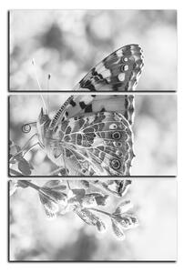 Obraz na plátně - Motýl na levandule - obdélník 7221QB (90x60 cm )
