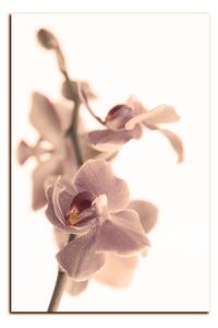 Obraz na plátně - Orchidej květ izolována na bílém pozadí - obdélník 7222FA (60x40 cm)