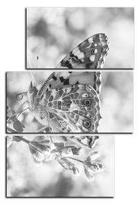 Obraz na plátně - Motýl na levandule - obdélník 7221QD (90x60 cm)